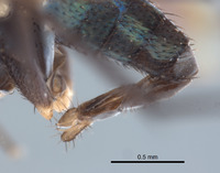 Paraclius magnicornis image