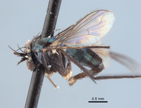 Paraclius magnicornis image