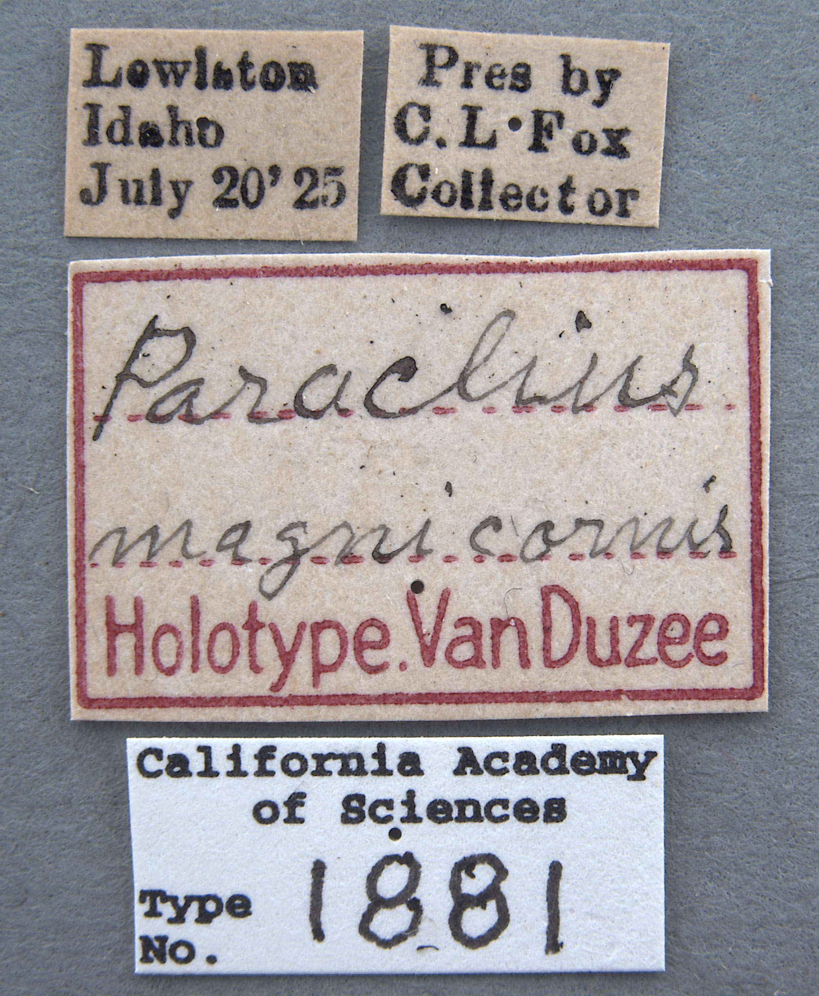 Paraclius magnicornis image