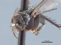 Paraclius magnicornis image