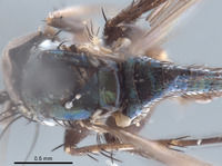 Paraclius magnicornis image