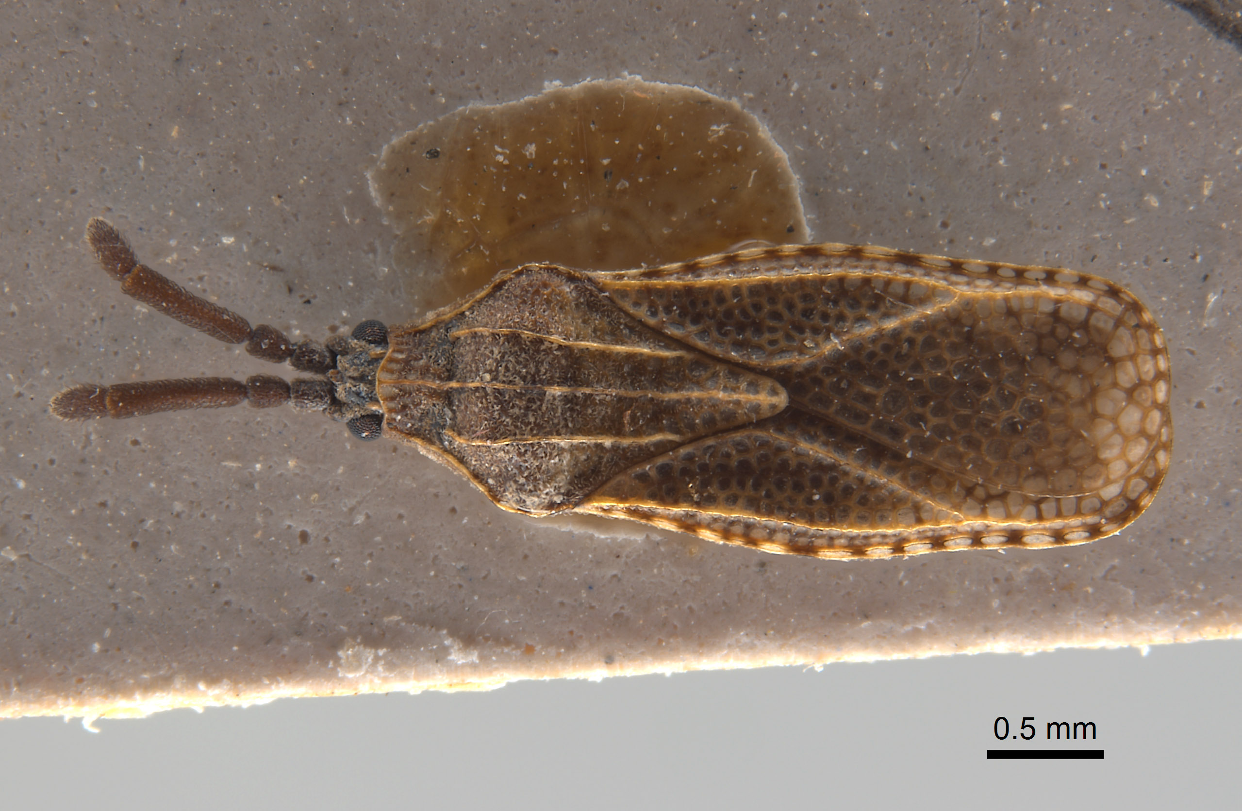 Teleonemia monile image