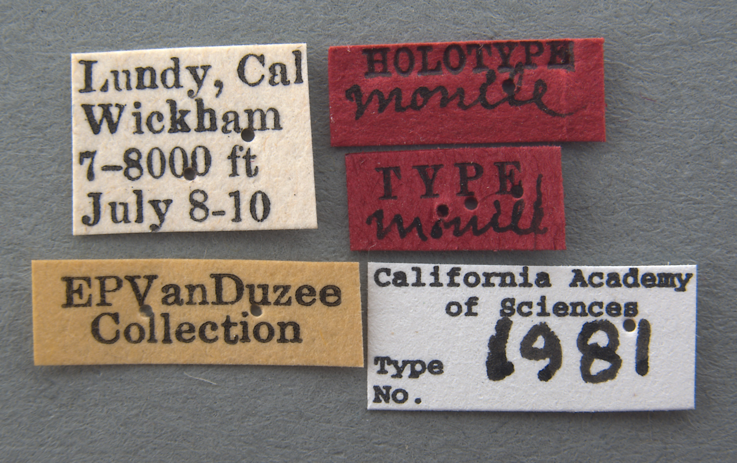 Teleonemia monile image