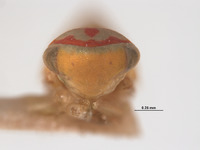 Pediopsis elegans image