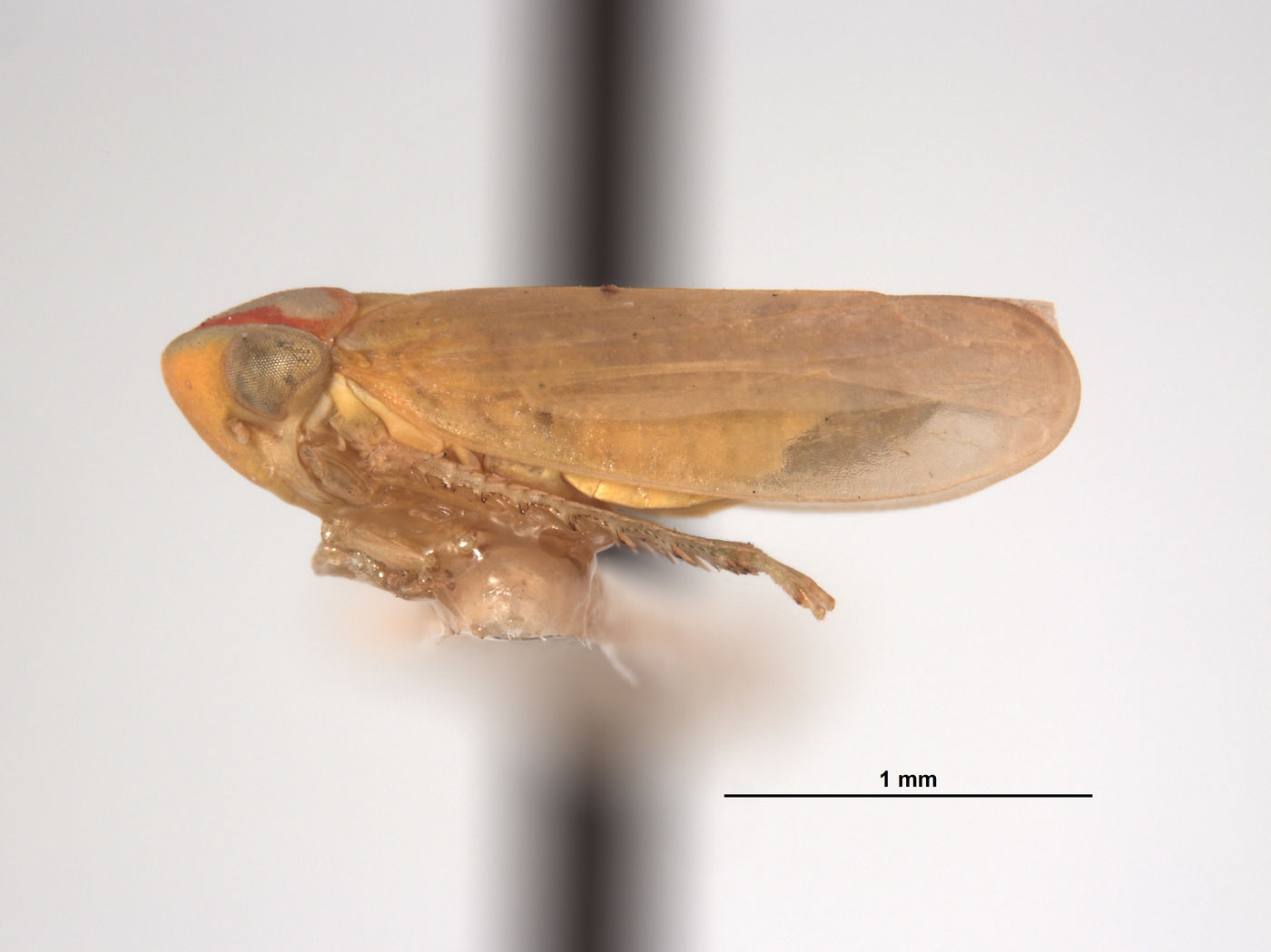 Pediopsis elegans image