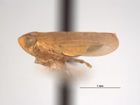 Pediopsis elegans image