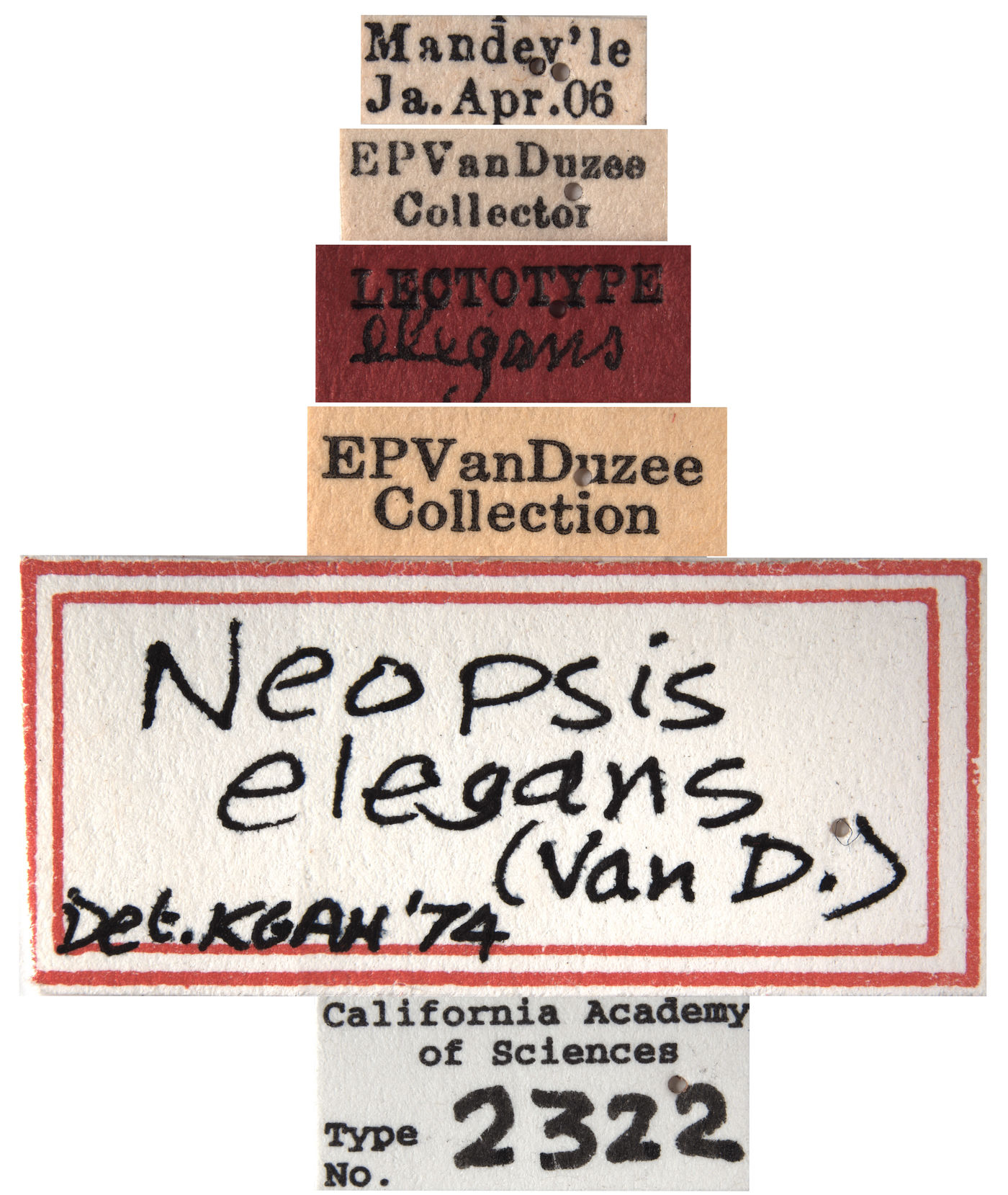 Pediopsis elegans image