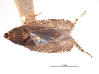 Image of Platymetopius nasutus