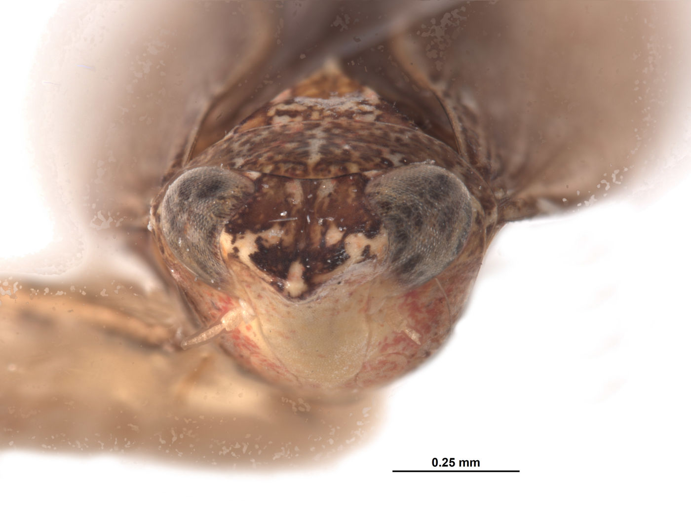 Platymetopius nasutus image