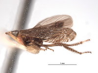 Platymetopius nasutus image