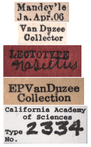 Platymetopius nasutus image