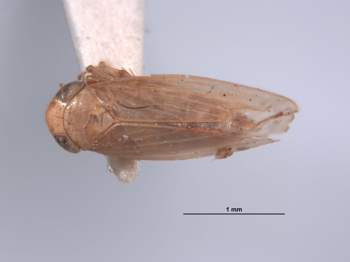 Thamnotettix fessula image