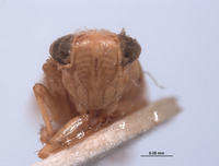 Thamnotettix fessula image