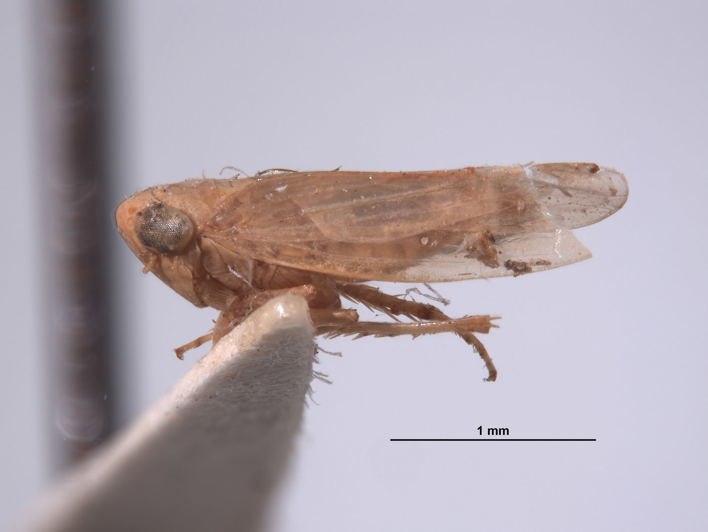 Thamnotettix fessula image