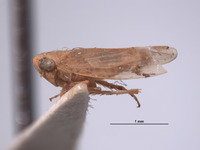 Thamnotettix fessula image