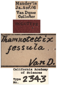 Thamnotettix fessula image