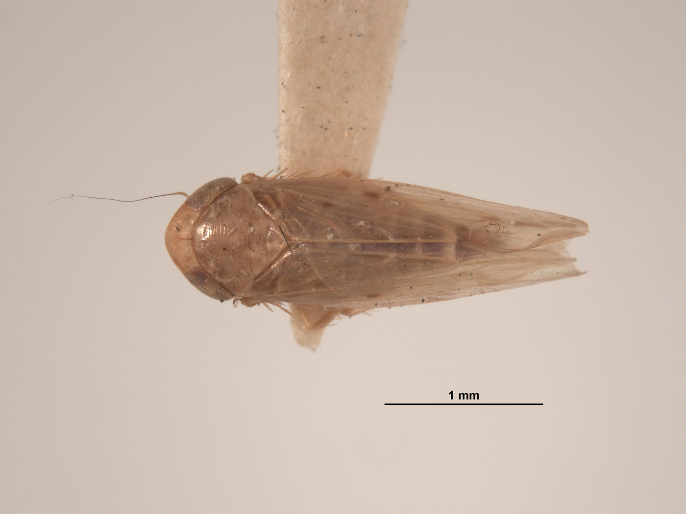 Chlorotettix tethys image