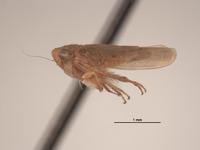 Chlorotettix tethys image