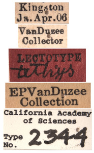 Chlorotettix tethys image