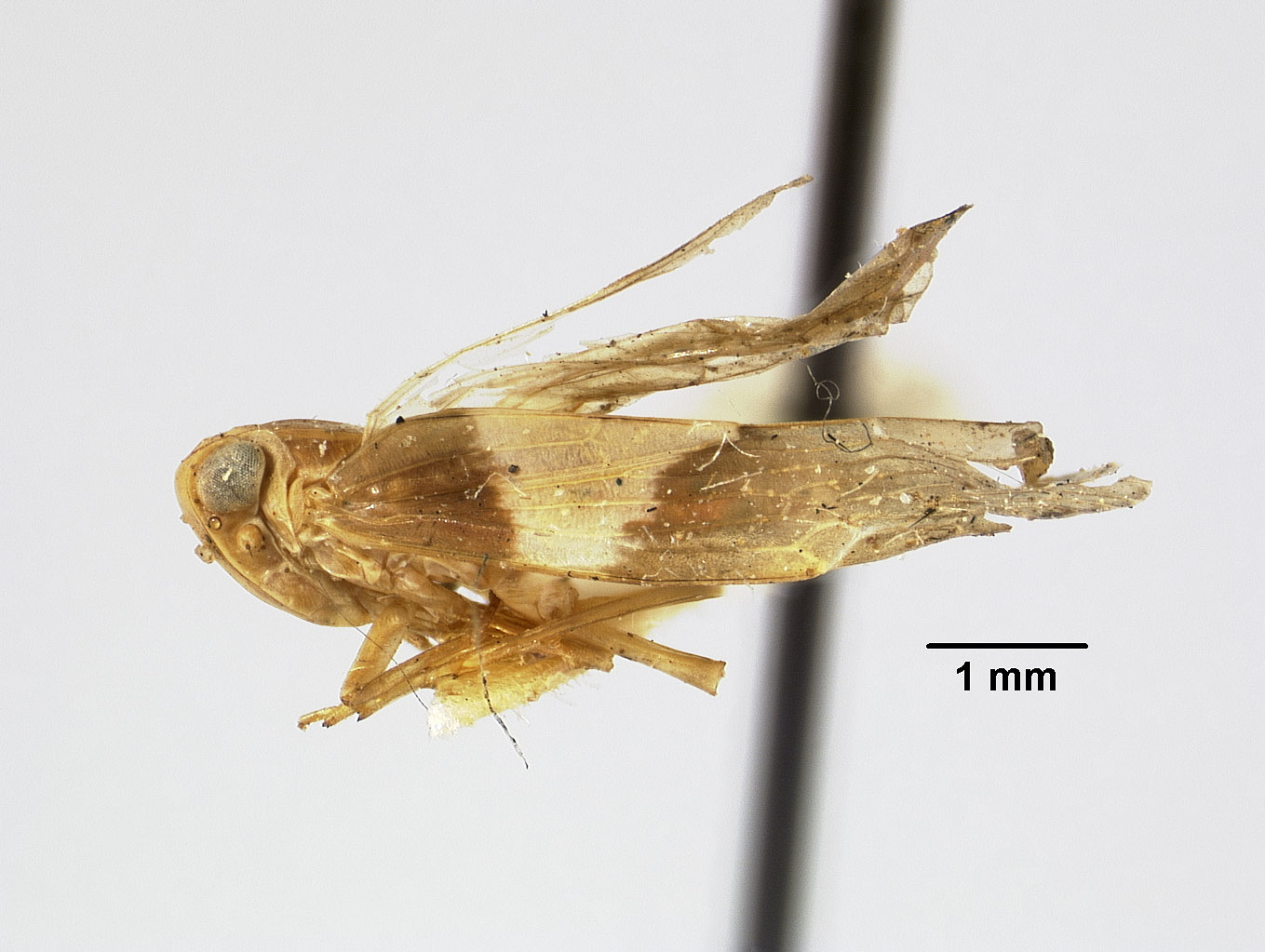 Catonia cara image