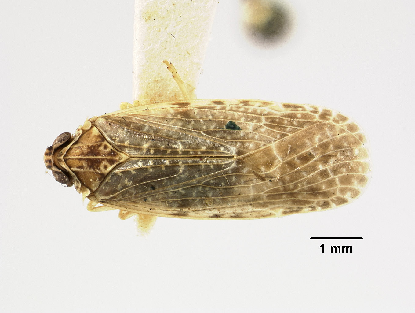 Catonia grisea image