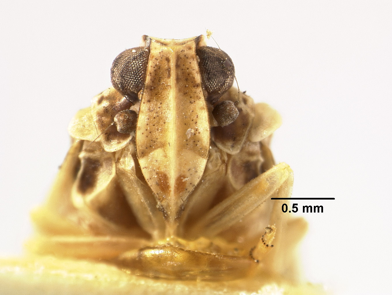 Catonia grisea image