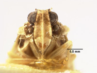 Catonia grisea image