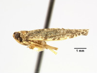 Catonia grisea image