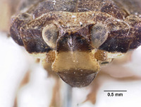 Elidiptera henshawi image