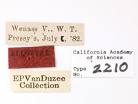 Elidiptera henshawi image