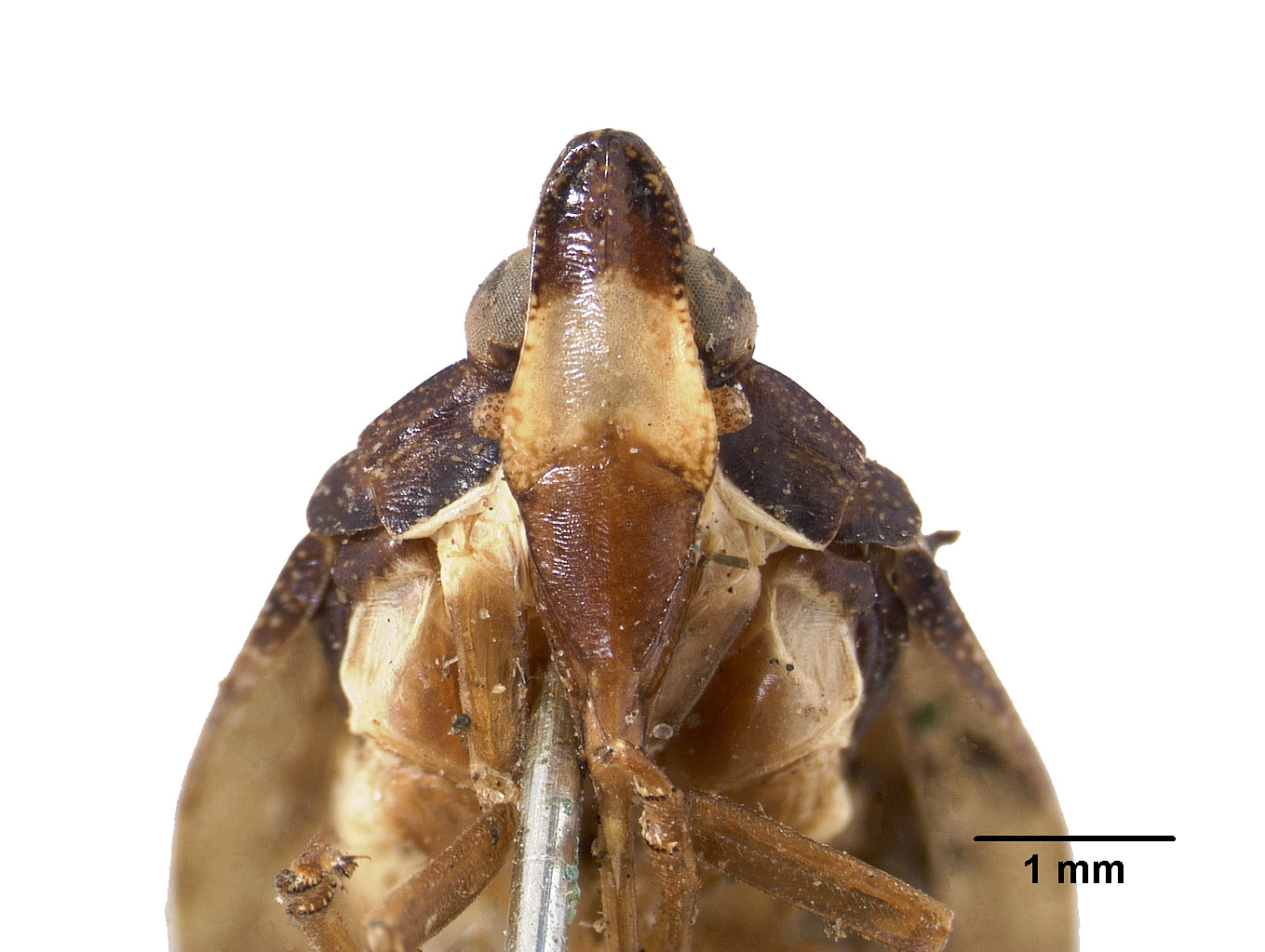 Elidiptera henshawi image