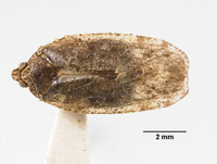 Helicoptera variegata image