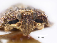 Helicoptera variegata image