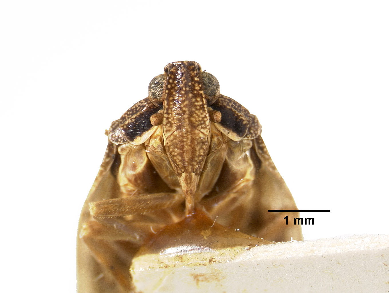 Helicoptera variegata image