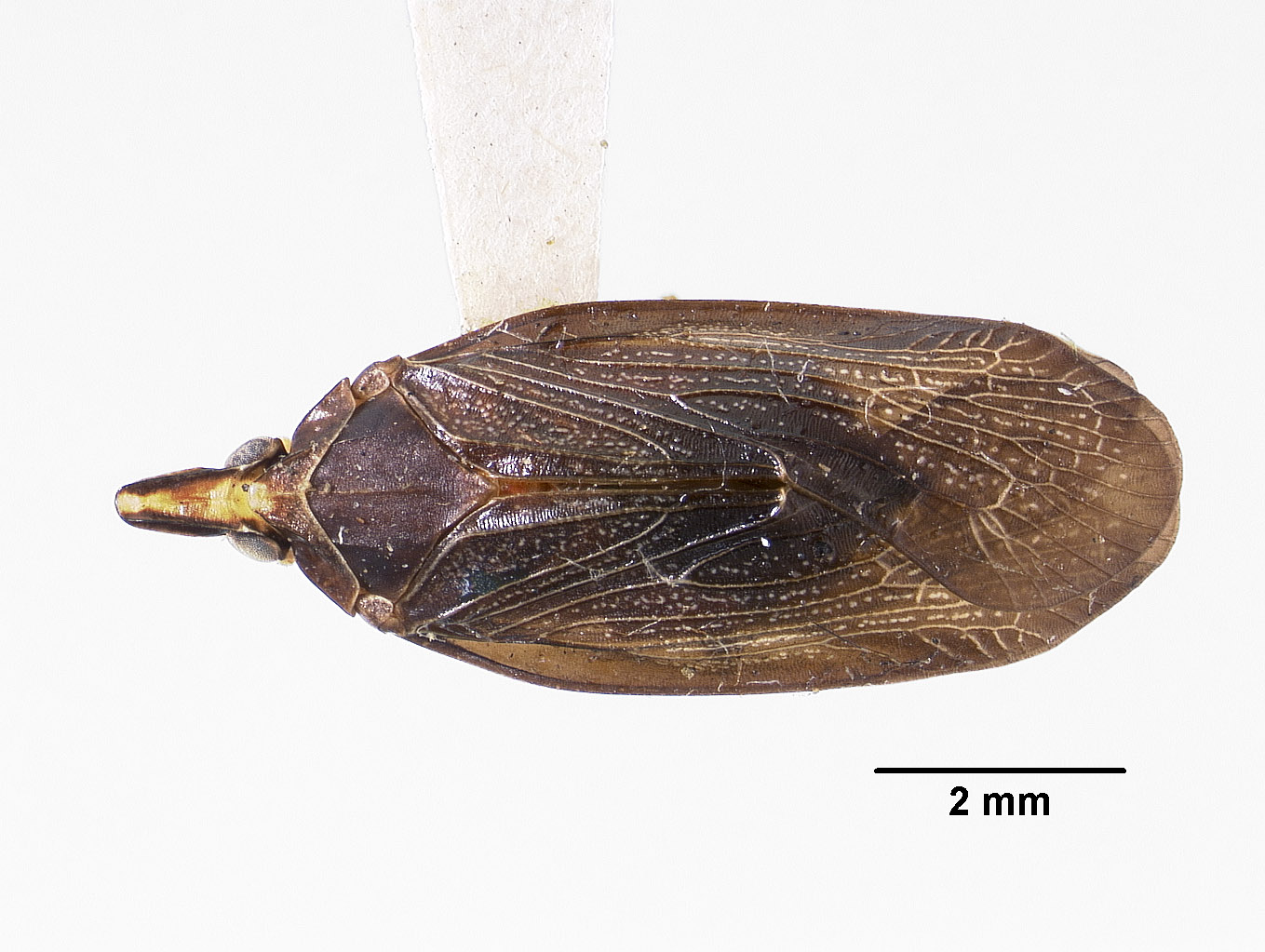 Helicoptera colorata image