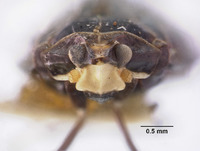 Helicoptera colorata image