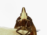 Helicoptera colorata image