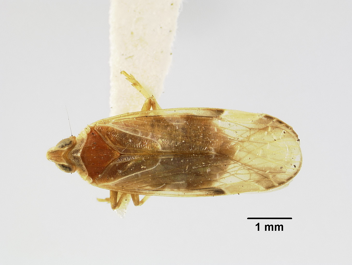 Catonia producta image