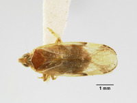 Catonia producta image