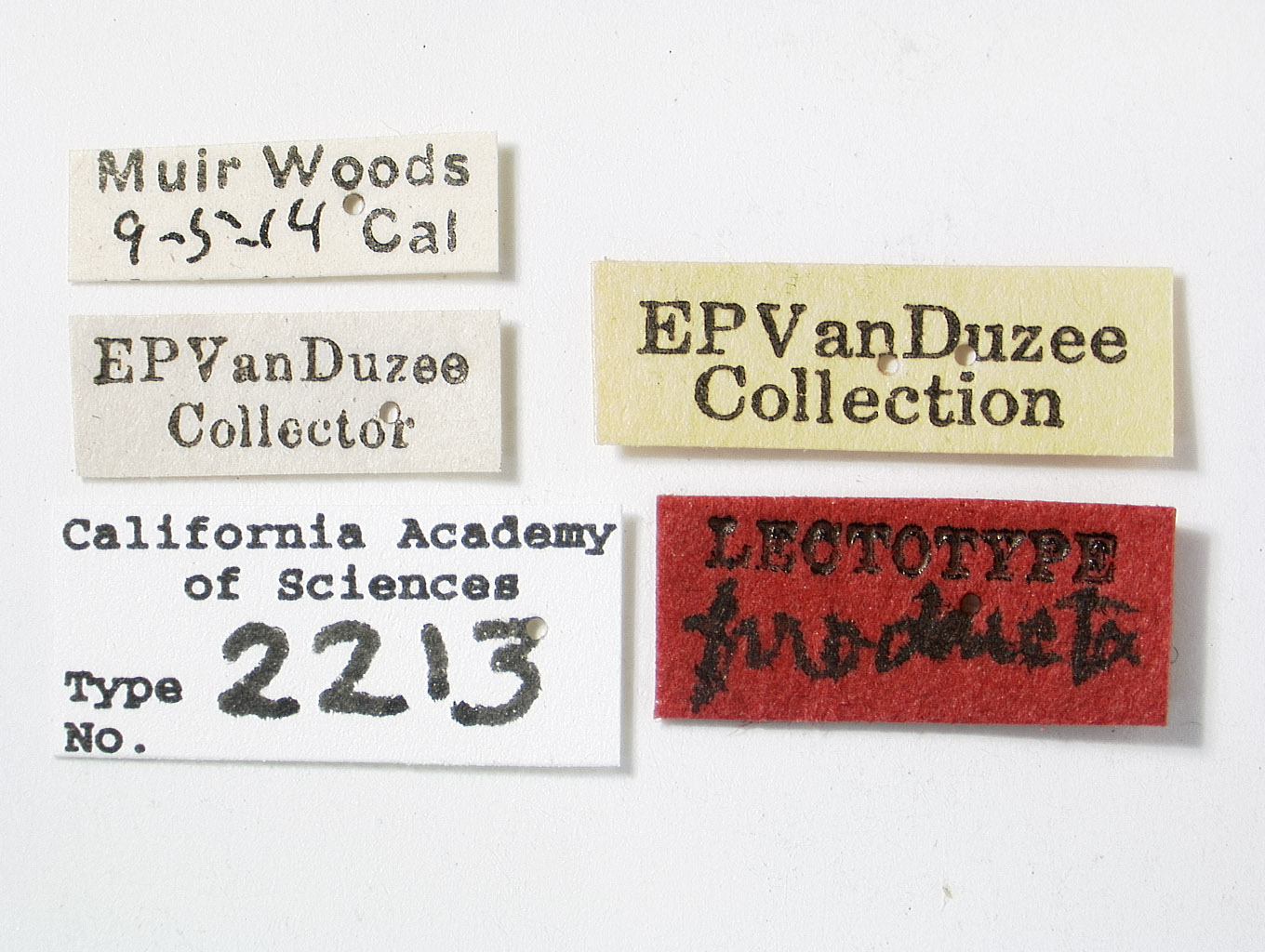 Catonia producta image