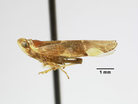 Catonia producta image