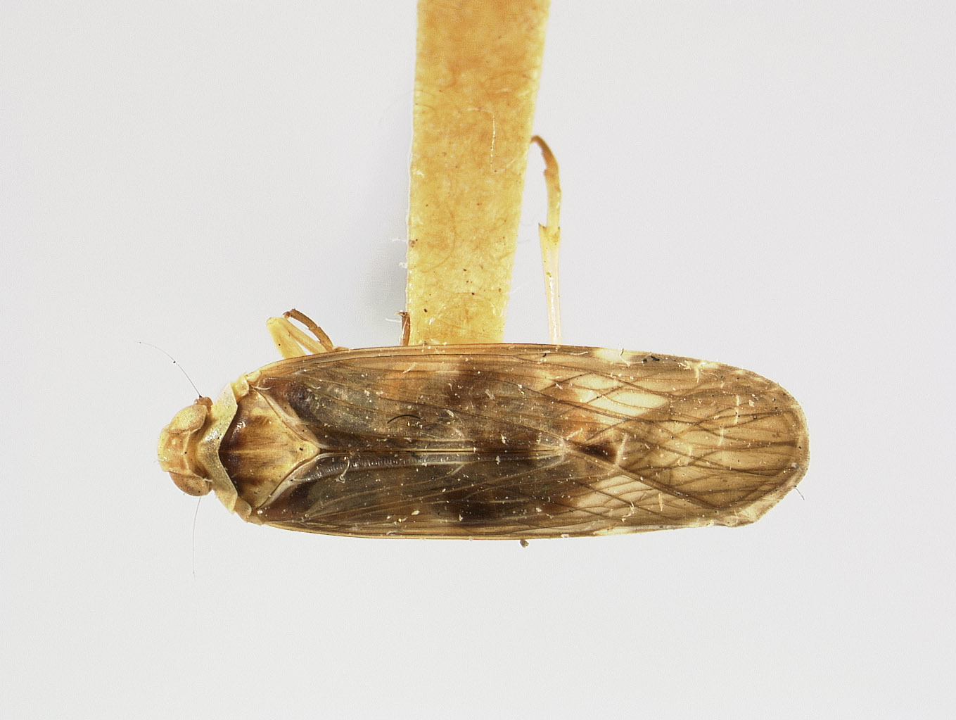 Catonia majusculus image