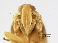 Catonia majusculus image