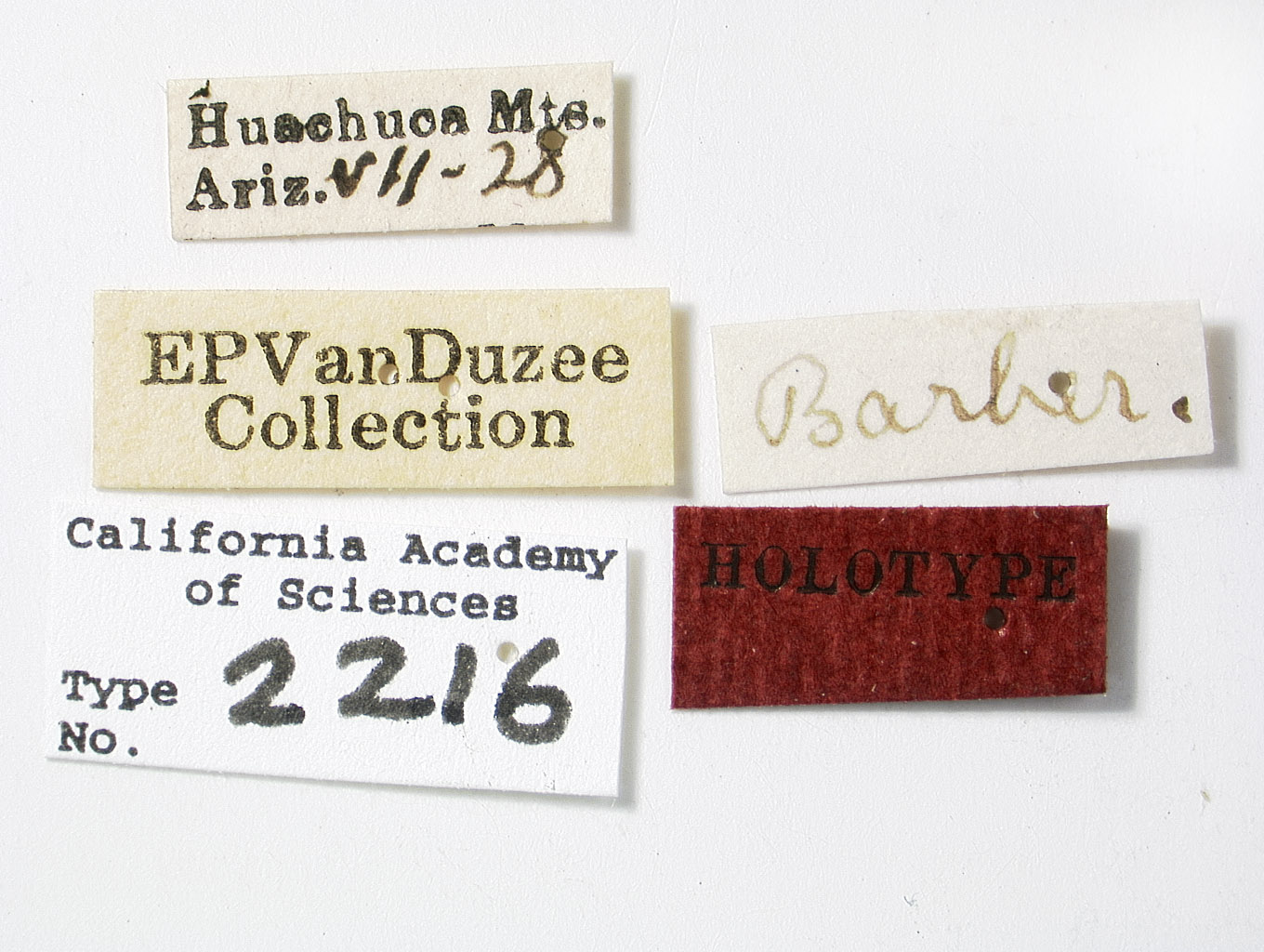 Catonia majusculus image