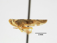 Catonia majusculus image
