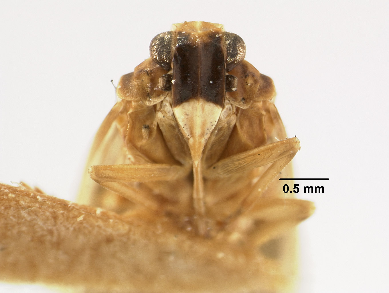 Catonia dimidiata image