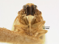 Catonia dimidiata image