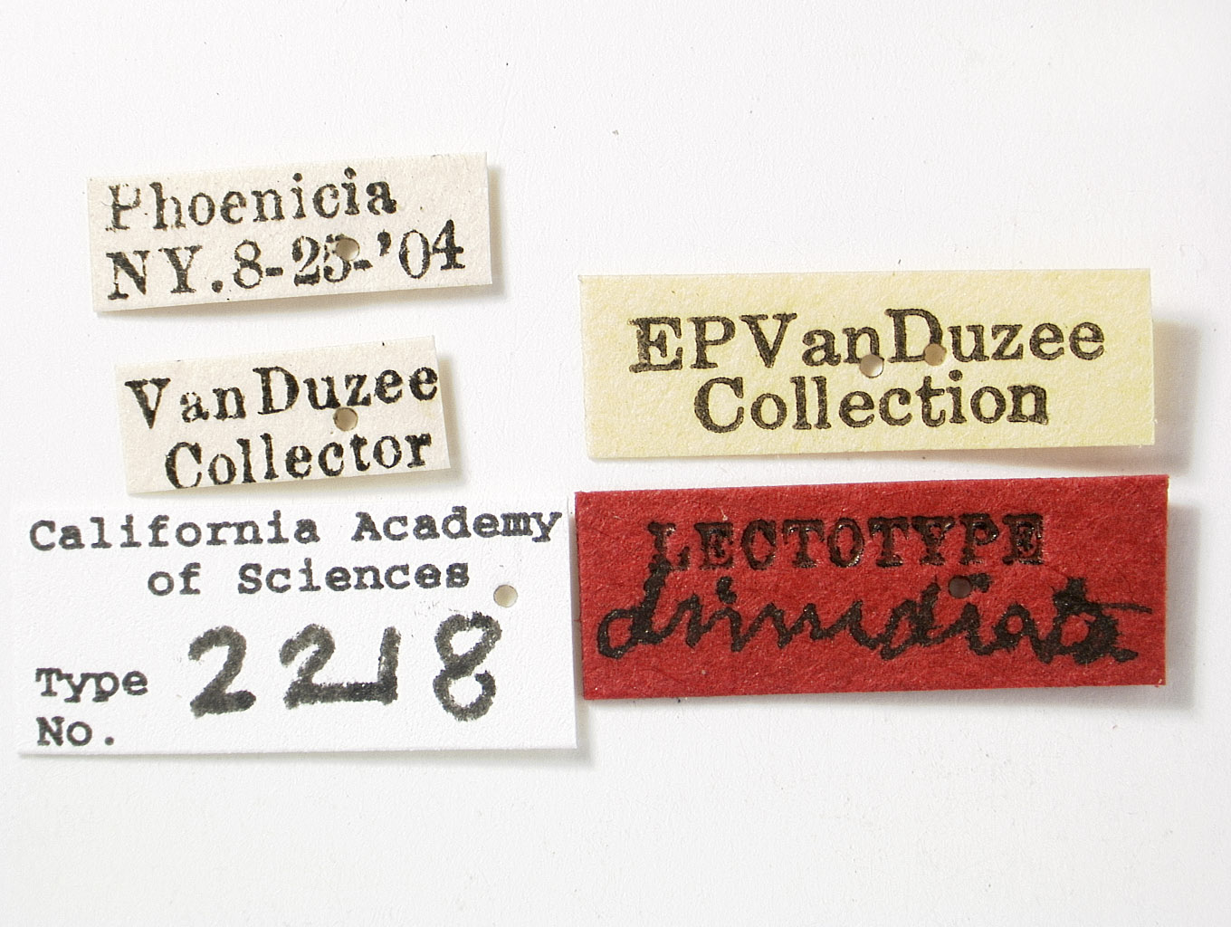 Catonia dimidiata image