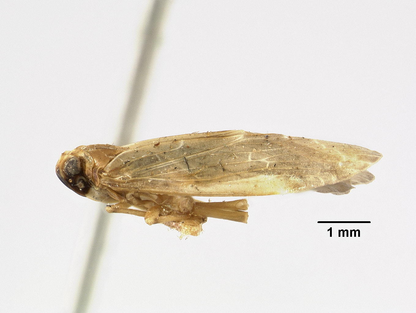 Catonia dimidiata image