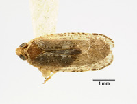 Catonia pumila image